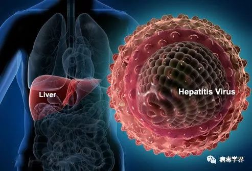 最新肝炎研究動態(tài)與防治策略進展