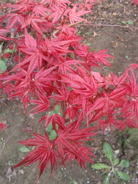 最新紅楓，展現(xiàn)美麗傳奇與生態(tài)價值