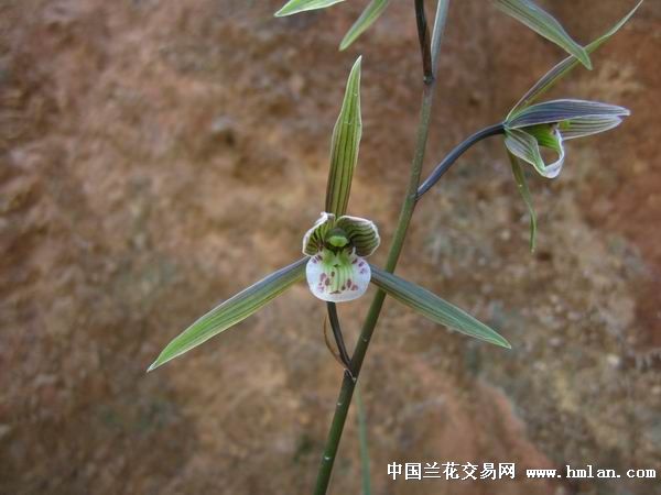 葉寒最新動態(tài)，探索未知，展現(xiàn)個人光芒