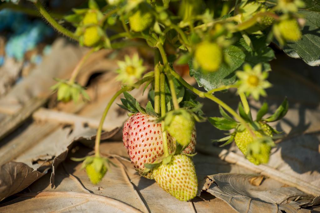 草莓最新病菌研究概況與進(jìn)展分析